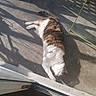 Fripoulle a rejoint le concours — aidez-le/la à gagner de superbes lots ! cat, calico_cat, sunlight, balcony, shadow, floor, relaxed, animal, pet, outdoor, striped, feline, lazy, resting, domestic_animal, fur, whiskers, paw, tail, morning_light