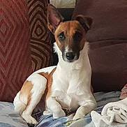 Looky participe au concours pour gagner de l'argent avec cette photo : dog, pet, couch, blanket, indoor, brown, white, small_dog, relaxed, animal, furniture, patterned_cushion, cozy, ears, looking, seated, portrait, domestic, companion, cute