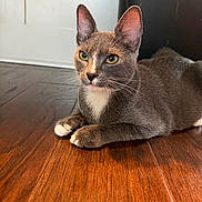 Roy is registered to the contest to win money with this photo: cat, gray_cat, white_paws, yellow_eyes, wooden_floor, indoor, pet, animal, feline, resting, lying_down, whiskers, ears, close_up, fur, domestic_cat, alert, flooring, cute, household