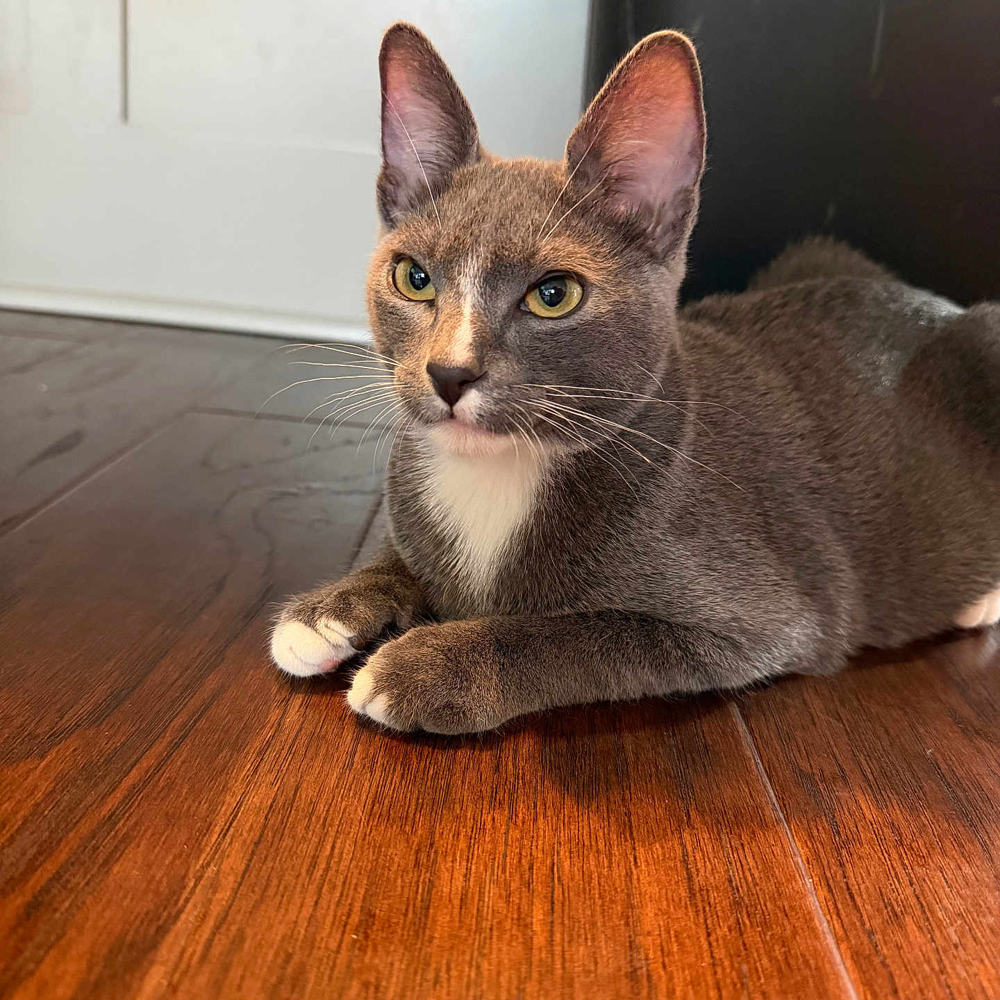 Roy is registered to the contest to win money with this photo: cat, gray_cat, white_paws, yellow_eyes, wooden_floor, indoor, pet, animal, feline, resting, lying_down, whiskers, ears, close_up, fur, domestic_cat, alert, flooring, cute, household