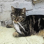 Ruby a rejoint le concours — aidez-le/la à gagner de superbes lots ! cat, tabby, animal, pet, feline, fur, whiskers, resting, outdoor, brick_wall, texture, white, brown, black, striped, closeup, portrait, looking_away, relaxed, nature