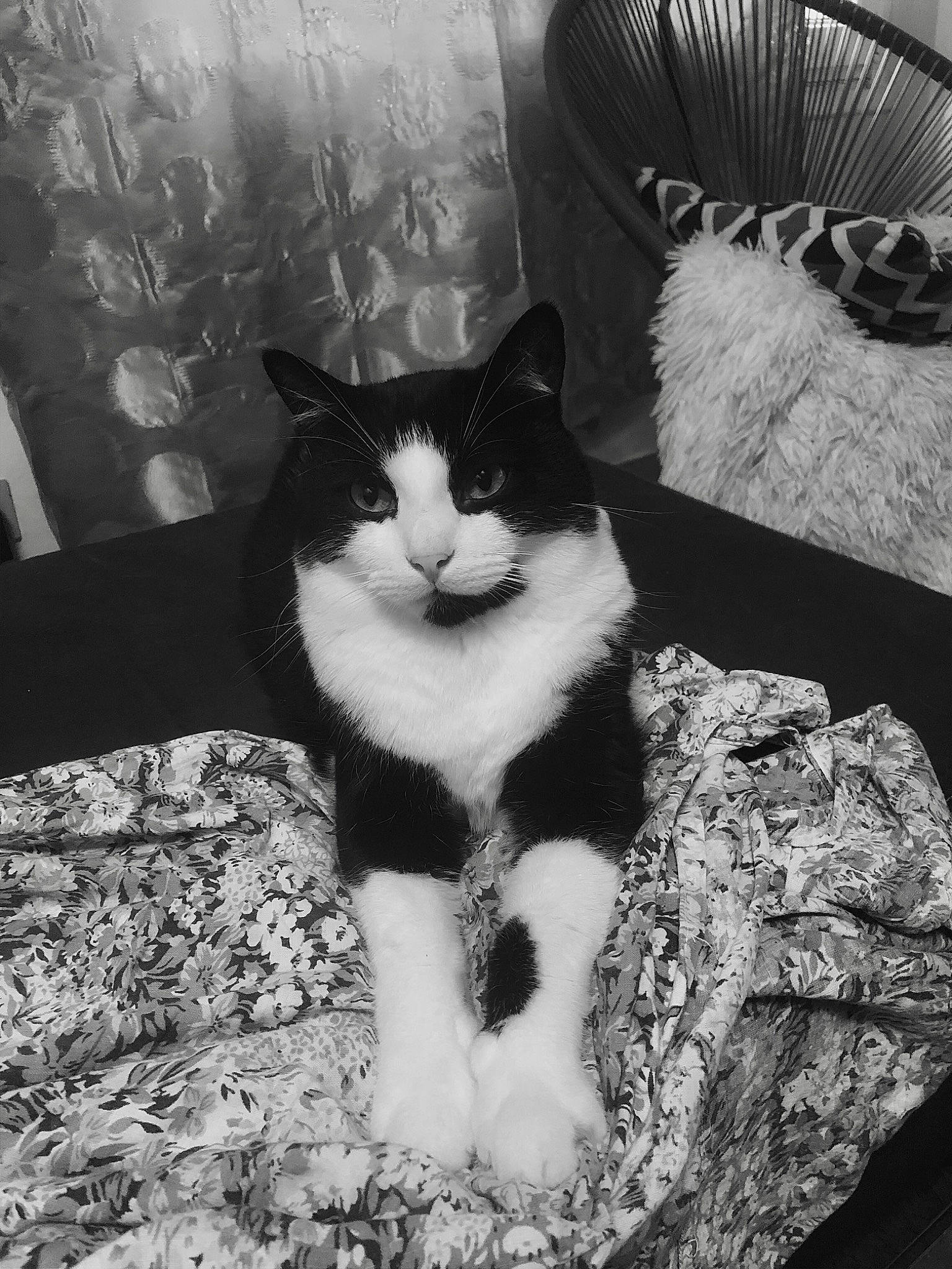 Coca a rejoint le concours — aidez-le/la à gagner de superbes lots ! black, black_and_white, carnivore, cat, comfort, domestic_short_haired_cat, felidae, grey, monochrome, monochrome_photography, small_to_medium_sized_cats, snout, style, tail, tints_and_shades, tree, vertebrate, whiskers, white, window