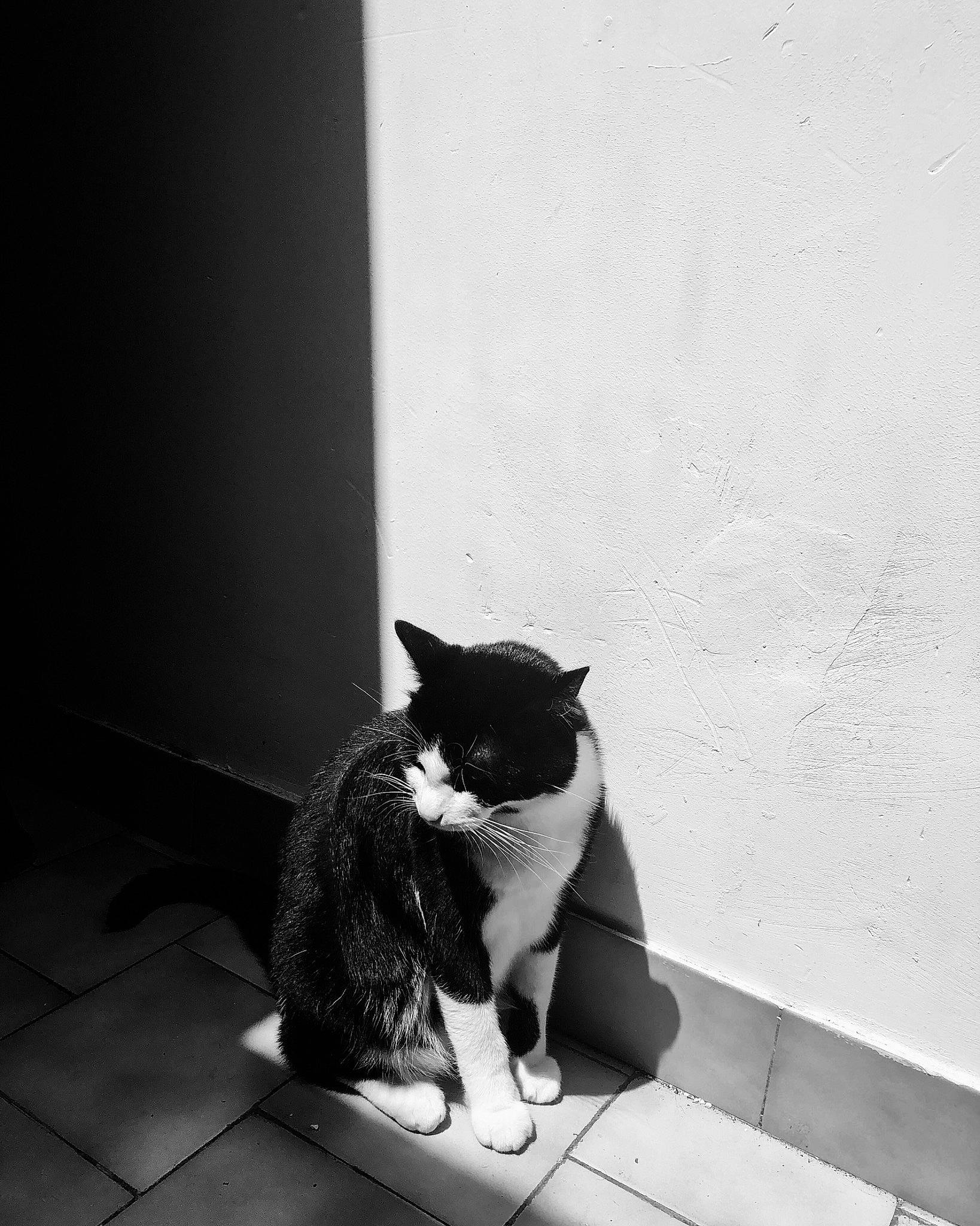 Coca a rejoint le concours — aidez-le/la à gagner de superbes lots ! black_and_white, carnivore, cat, felidae, floor, flooring, fur, grey, human_leg, monochrome, monochrome_photography, shadow, sitting, small_to_medium_sized_cats, snout, style, tail, tints_and_shades, whiskers, window