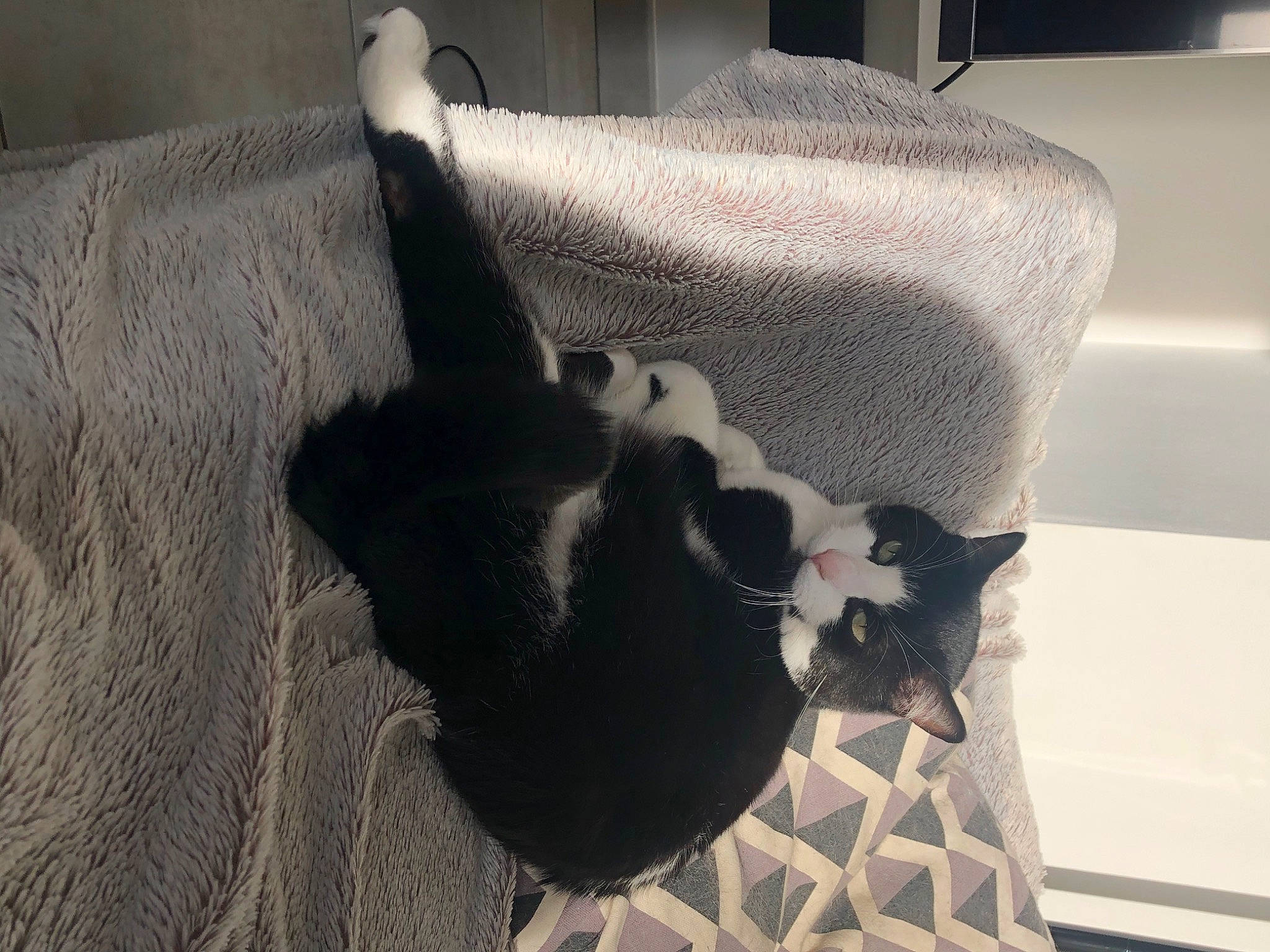 Coca participe au concours pour gagner de l'argent avec cette photo : bedding, comfort, fashion_accessory, felidae, floor, flooring, fur, grey, hardwood, human_leg, linens, pattern, room, shadow, small_to_medium_sized_cats, tail, textile, tints_and_shades, wood, wool