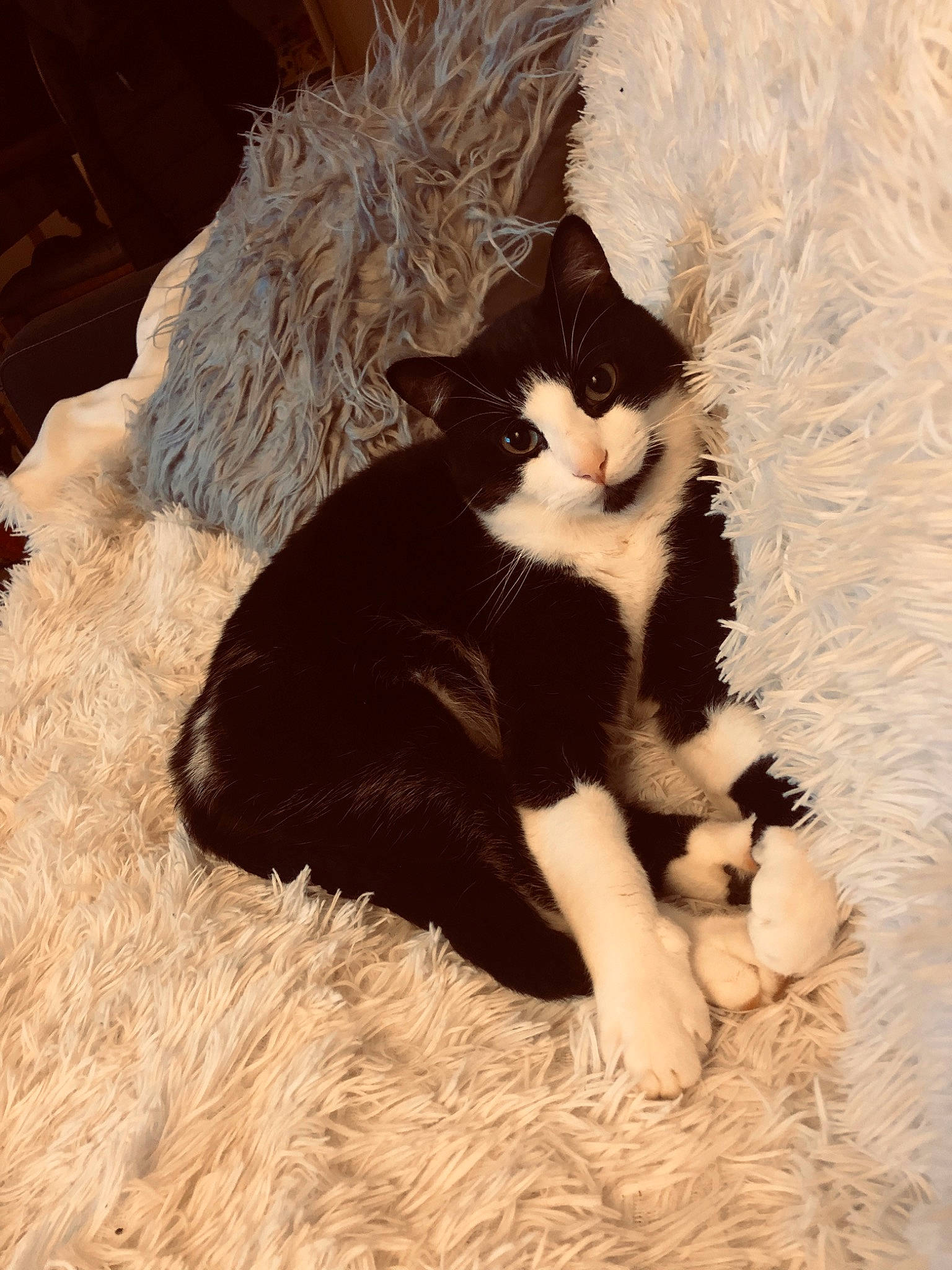 Coca a rejoint le concours — aidez-le/la à gagner de superbes lots ! carnivore, cat, cat_supply, claw, comfort, domestic_short_haired_cat, fawn, felidae, foot, fur, grass, paw, sitting, small_to_medium_sized_cats, snout, tail, terrestrial_animal, toe, whiskers