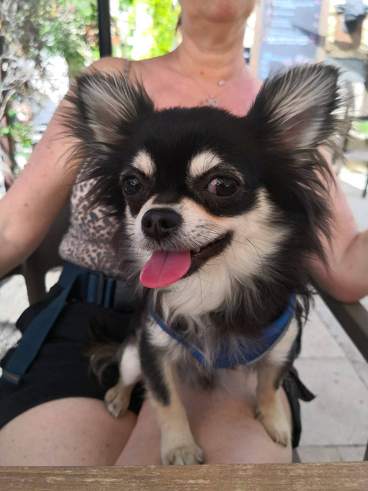 Tiago a rejoint le concours — aidez-le/la à gagner de superbes lots ! canidae, carnivore, collar, companion_dog, corgi_chihuahua, dog, dog_breed, dog_supply, fashion_accessory, fawn, fur, grass, plant, snout, sporting_group, terrestrial_animal, toy_dog, tree, whiskers, working_animal