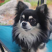 Tiago a rejoint le concours — aidez-le/la à gagner de superbes lots ! animal, black_and_white, calm, chair, chihuahua, cute, dog, fluffy, folding_chair, fur, greenery, nature, outdoor, paw, pet, portrait, rocks, sitting, small_dog, stick