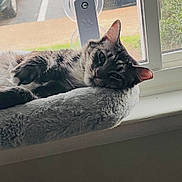 Stella joined the competition — help win amazing prizes! cat, window, pet_bed, fluffy, relaxed, indoor, animal, fur, resting, domestic_cat, windowsill, sunlight, gray, white, ears, whiskers, soft, cozy, home, daylight
