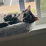 cat, window, pet_bed, fluffy, relaxed, indoor, animal, fur, resting, domestic_cat, windowsill, sunlight, gray, white, ears, whiskers, soft, cozy, home, daylight