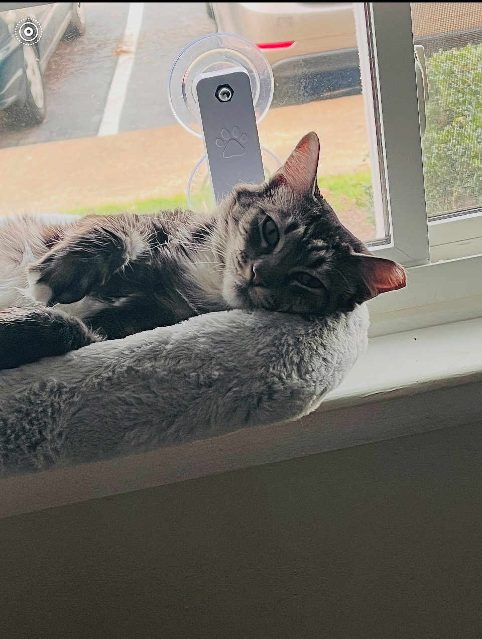 Stella joined the competition — help win amazing prizes! cat, window, pet_bed, fluffy, relaxed, indoor, animal, fur, resting, domestic_cat, windowsill, sunlight, gray, white, ears, whiskers, soft, cozy, home, daylight