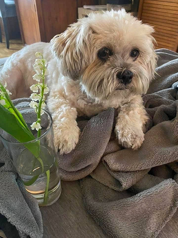 Elfie a rejoint le concours — aidez-le/la à gagner de superbes lots ! canidae, carnivore, comfort, companion_dog, dog, dog_breed, dog_supply, fawn, fur, liver, mal_shi, shih_poo, shih_tzu, small_terrier, snout, sporting_group, terrier, toy_dog, water_dog, working_animal