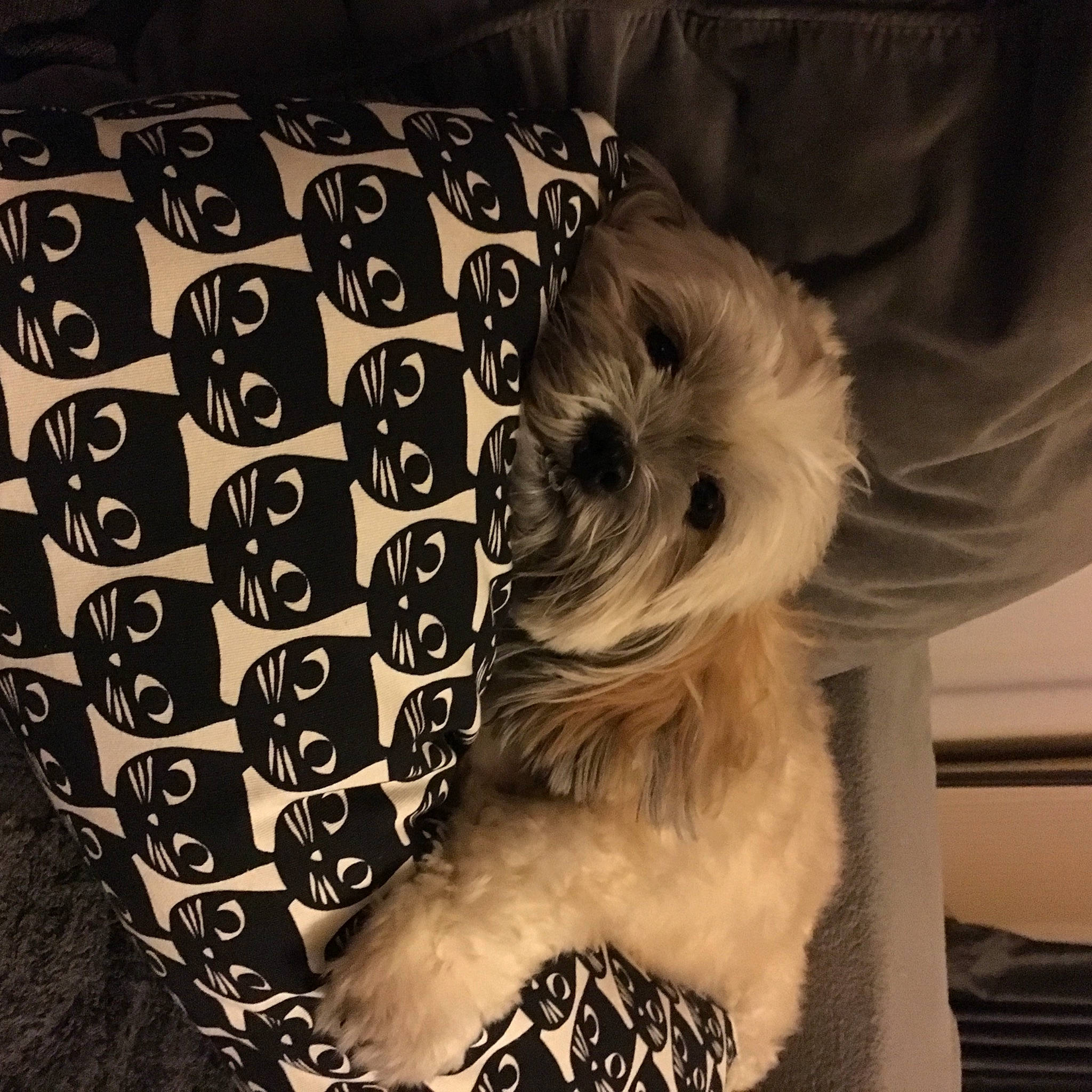 Elfie a rejoint le concours — aidez-le/la à gagner de superbes lots ! canidae, carnivore, comfort, companion_dog, dog, dog_breed, dog_clothes, dog_supply, fur, monochrome, monochrome_photography, pattern, small_terrier, snout, sporting_group, t_shirt, terrier, toy_dog, whiskers, working_animal