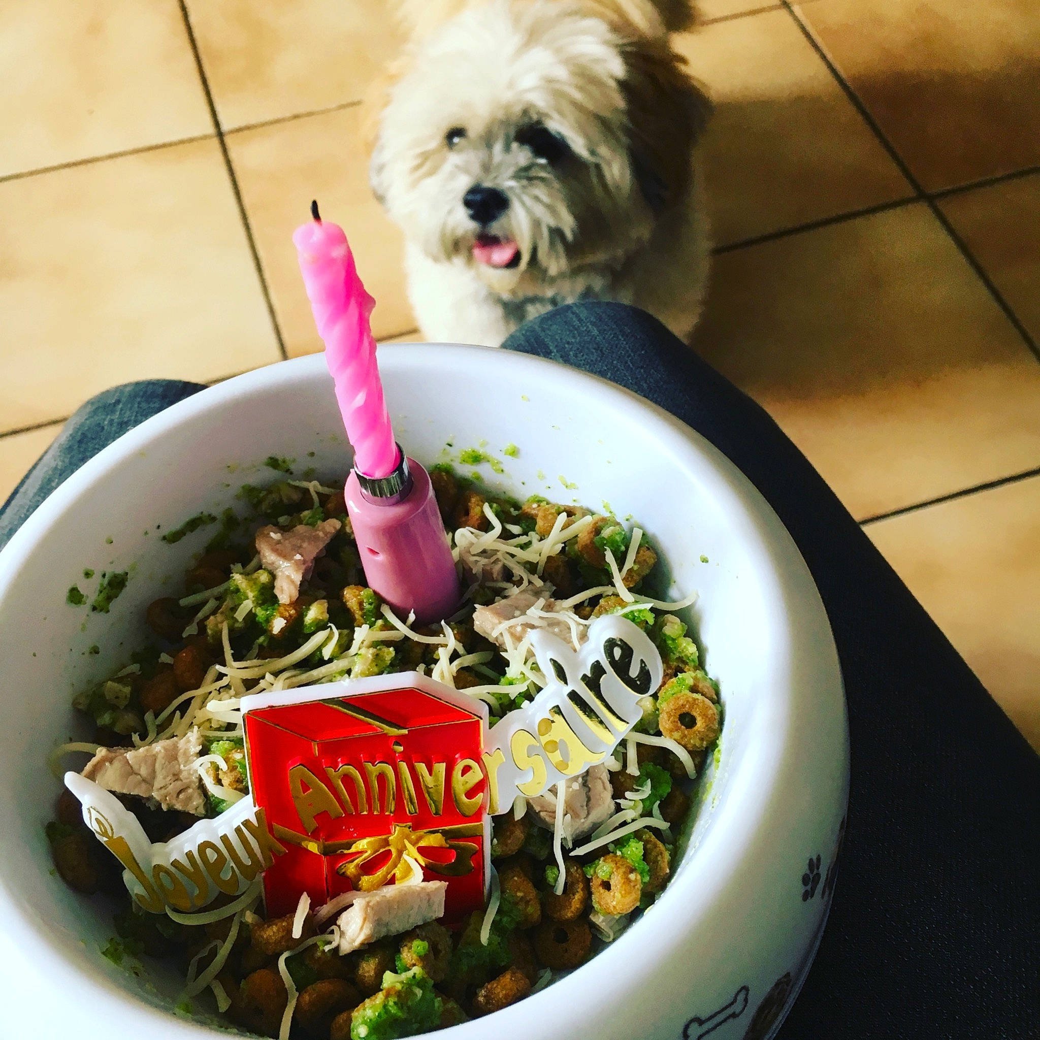 Elfie a rejoint le concours — aidez-le/la à gagner de superbes lots ! bowl, carnivore, chinese_noodles, companion_dog, cuisine, dish, dog, dog_supply, food, ingredient, meat, noodle, noodle_soup, recipe, rice_noodles, shih_tzu, soup, staple_food, tableware, toy_dog