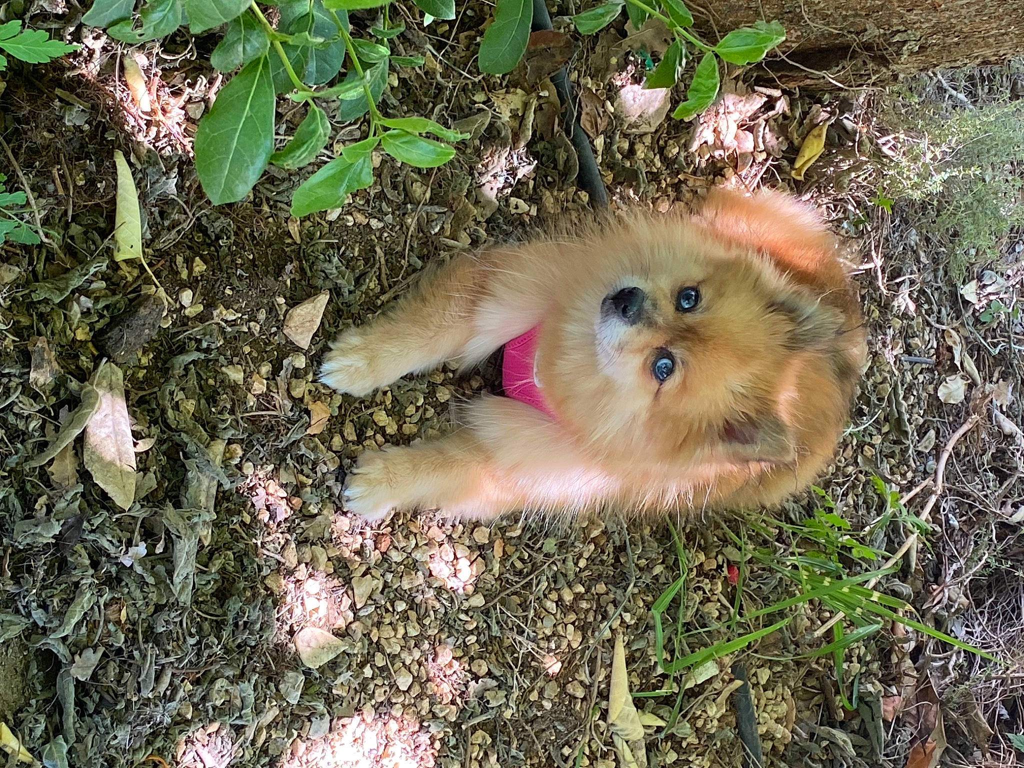 Melody a rejoint le concours — aidez-le/la à gagner de superbes lots ! canidae, carnivore, companion_dog, dog, dog_breed, fawn, fur, grass, groundcover, liver, non_sporting_group, paw, puppy, soil, sporting_group, tail, terrestrial_animal, toy_dog, whiskers