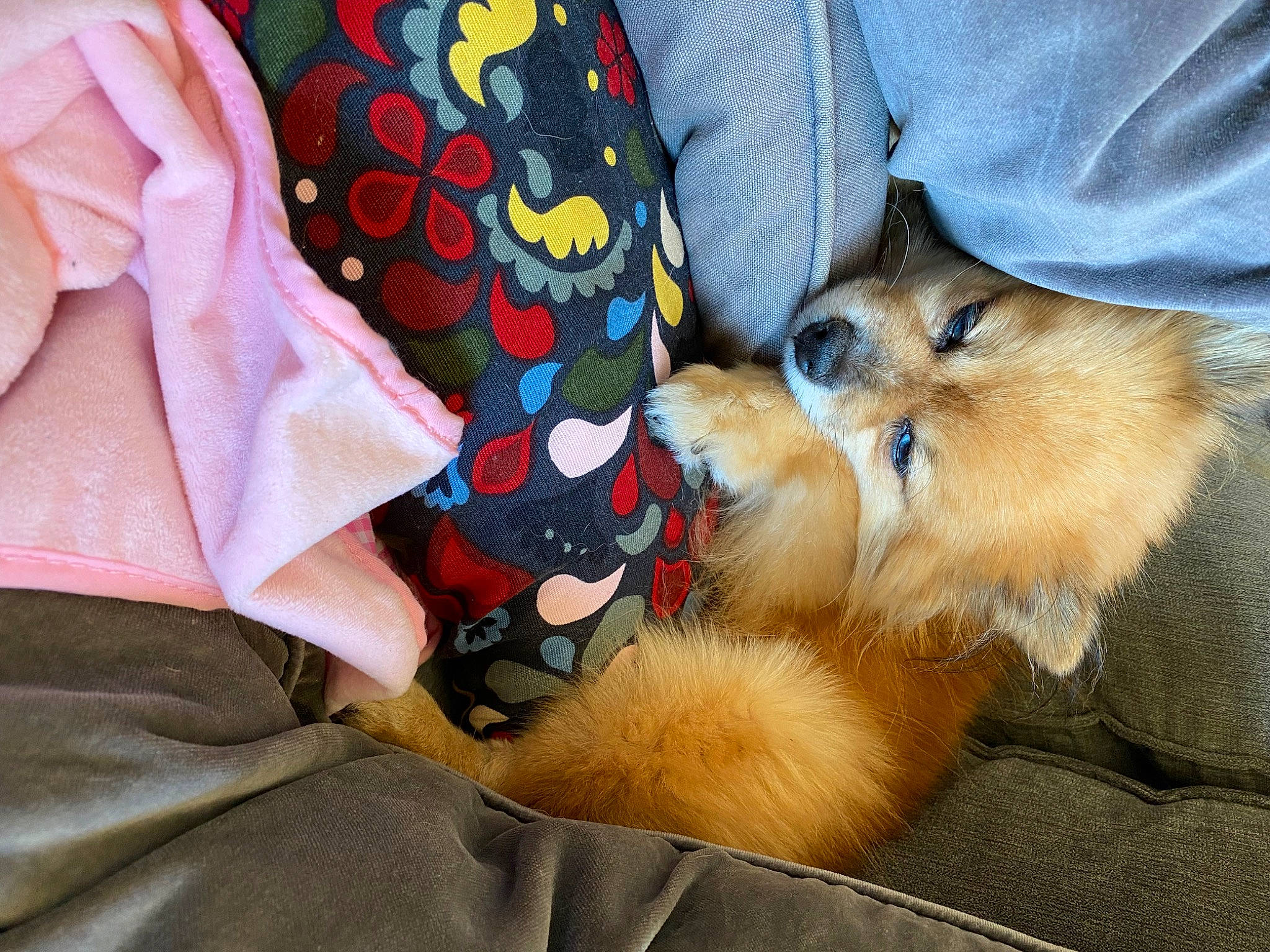 Melody a rejoint le concours — aidez-le/la à gagner de superbes lots ! canidae, carnivore, comfort, companion_dog, dog, dog_breed, fawn, felidae, fur, german_spitz, human_leg, linens, paw, pomeranian, sleeve, small_to_medium_sized_cats, spitz, sporting_group, toy_dog, whiskers