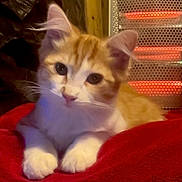 Baby Girl joined the competition — help win amazing prizes! kitten, cat, pet, orange_tabby, white_paws, close_up, portrait, indoor, heater, blanket, red_blanket, whiskers, ears, paws, sitting, cute, feline, fur, looking_at_camera, cozy