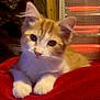 kitten, cat, pet, orange_tabby, white_paws, close_up, portrait, indoor, heater, blanket, red_blanket, whiskers, ears, paws, sitting, cute, feline, fur, looking_at_camera, cozy