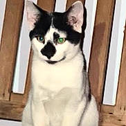 Charlie joined the competition — help win amazing prizes! cat, feline, black_and_white, pet, whiskers, green_eyes, flash_glow, wooden_chair, indoor, portrait, closeup, ears, sitting, fur, muzzle, stare, quirky_markings, adorable, photography, seat