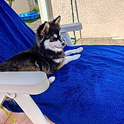 Asko a rejoint le concours — aidez-le/la à gagner de superbes lots ! dog, puppy, lounge_chair, blue_towel, outdoor, patio, sunny, plastic_chair, fur, side_view, relaxing, small_pool, green_grass, wall, shadow, ears, nose, paw, daylight, house