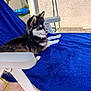 dog, puppy, lounge_chair, blue_towel, outdoor, patio, sunny, plastic_chair, fur, side_view, relaxing, small_pool, green_grass, wall, shadow, ears, nose, paw, daylight, house