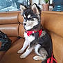 Asko a rejoint le concours — aidez-le/la à gagner de superbes lots ! dog, puppy, sitting, leather_couch, red_harness, indoor, plant, bag, black_and_white_photo, smiling_woman, fur, pet, canine, fur_pattern, ears, tail, leash, furniture, portrait, cozy