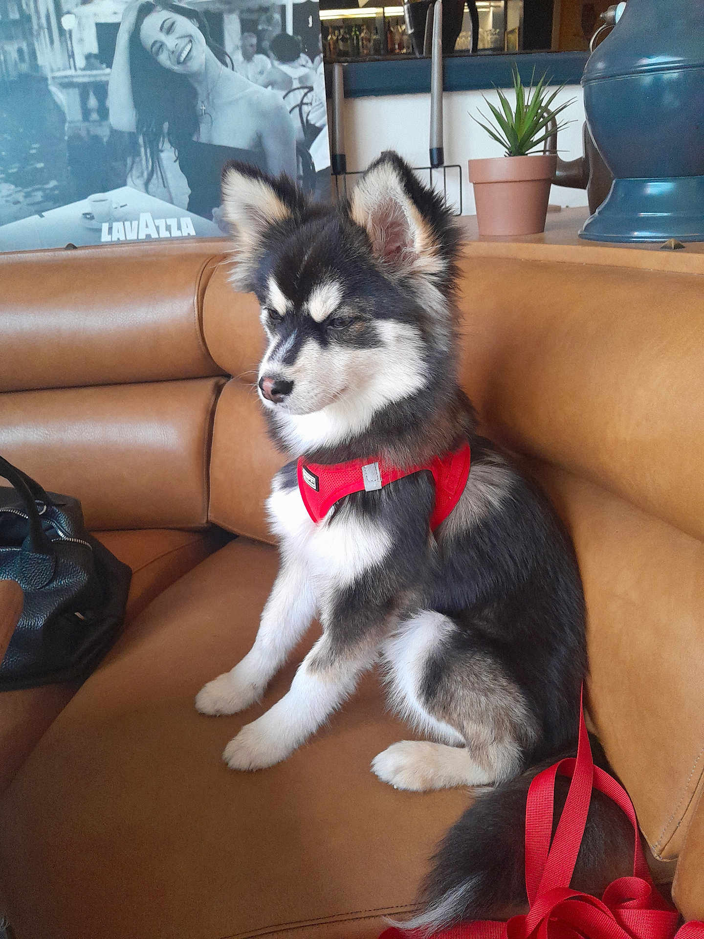 Asko a rejoint le concours — aidez-le/la à gagner de superbes lots ! dog, puppy, sitting, leather_couch, red_harness, indoor, plant, bag, black_and_white_photo, smiling_woman, fur, pet, canine, fur_pattern, ears, tail, leash, furniture, portrait, cozy