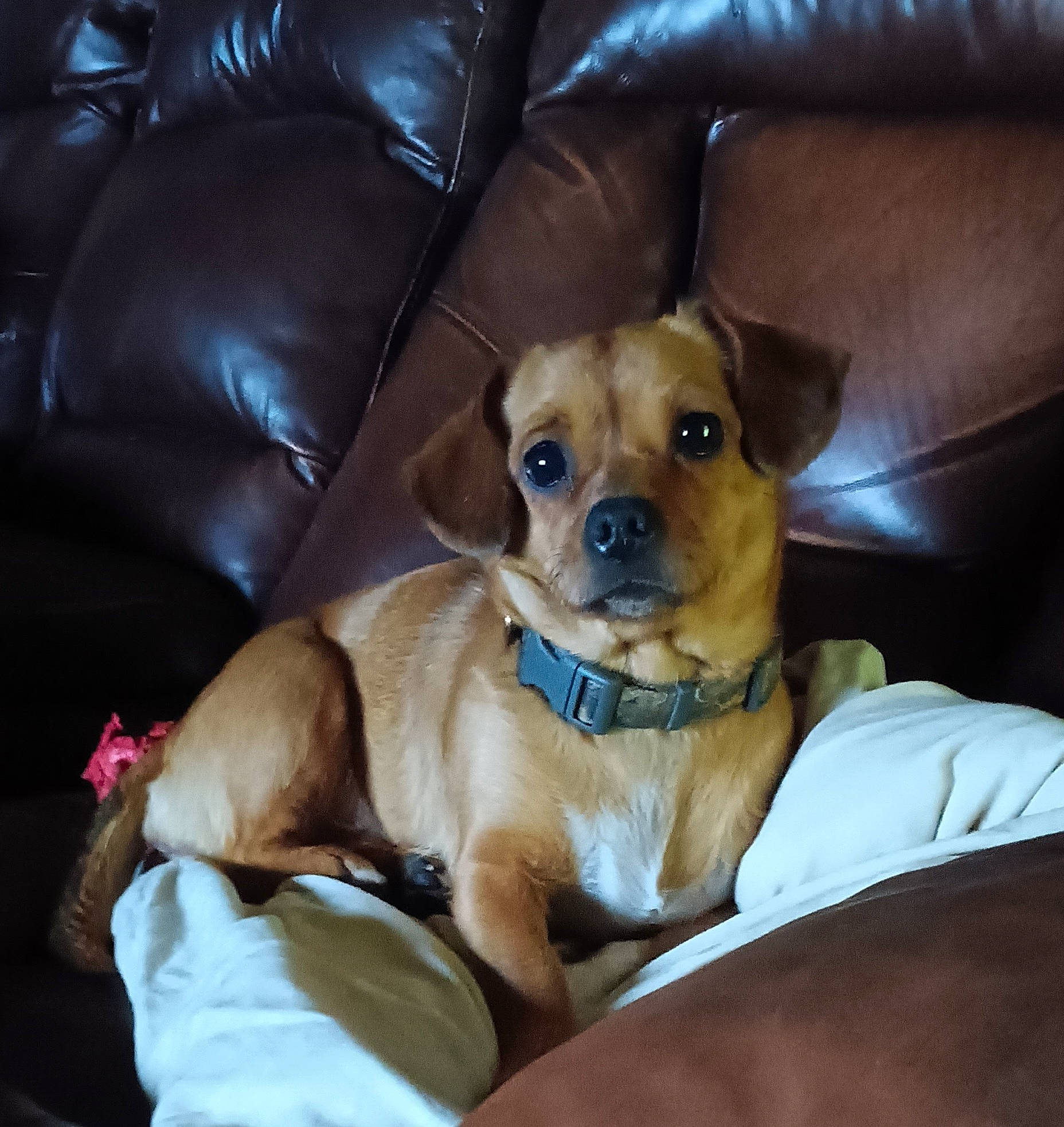 Kali is registered to the contest to win money with this photo: bored, canidae, carnivore, chair, comfort, companion_dog, couch, dog, dog_breed, fawn, fur, furniture, non_sporting_group, sleeper_chair, snout, sporting_group, terrestrial_animal, toy_dog, whiskers, working_animal