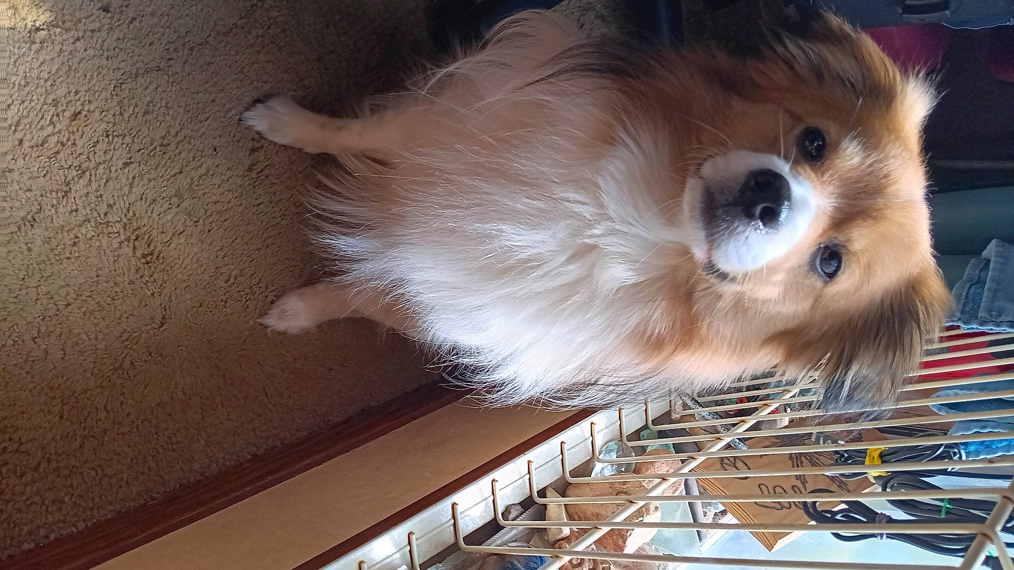 Buddy is registered to the contest to win money with this photo: canidae, carnivore, clock, companion_dog, dog, dog_breed, fawn, fur, german_spitz, liver, pomeranian, small_terrier, snout, spitz, sporting_group, terrier, toy_dog, volpino_italiano, whiskers, working_animal