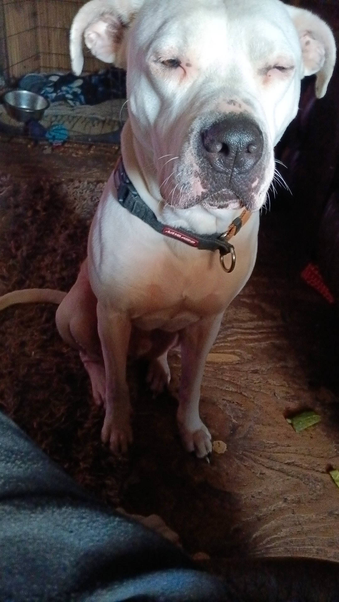 Azland joined the competition — help win amazing prizes! canidae, carnivore, collar, companion_dog, cordoba_fighting_dog, dog, dog_breed, dog_collar, fur, non_sporting_group, sporting_group, tail, terrestrial_animal, whiskers, wood, working_animal, working_dog, wrinkle