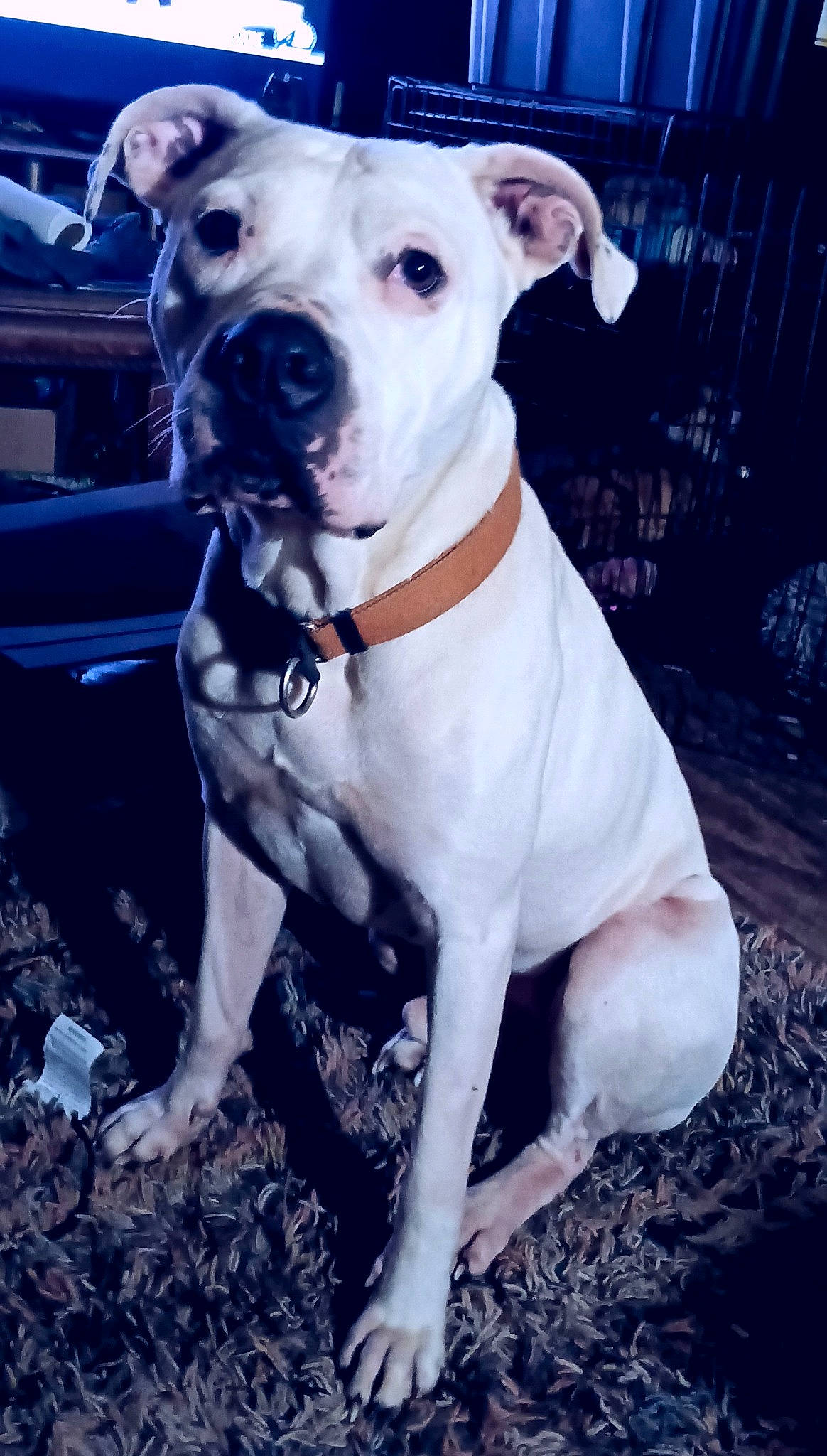 Azland is registered to the contest to win money with this photo: canidae, carnivore, collar, companion_dog, cordoba_fighting_dog, dog, dog_breed, dog_clothes, dog_collar, dog_supply, fawn, guard_dog, non_sporting_group, pet_supply, snout, sporting_group, toy_dog, whiskers, working_animal, working_dog