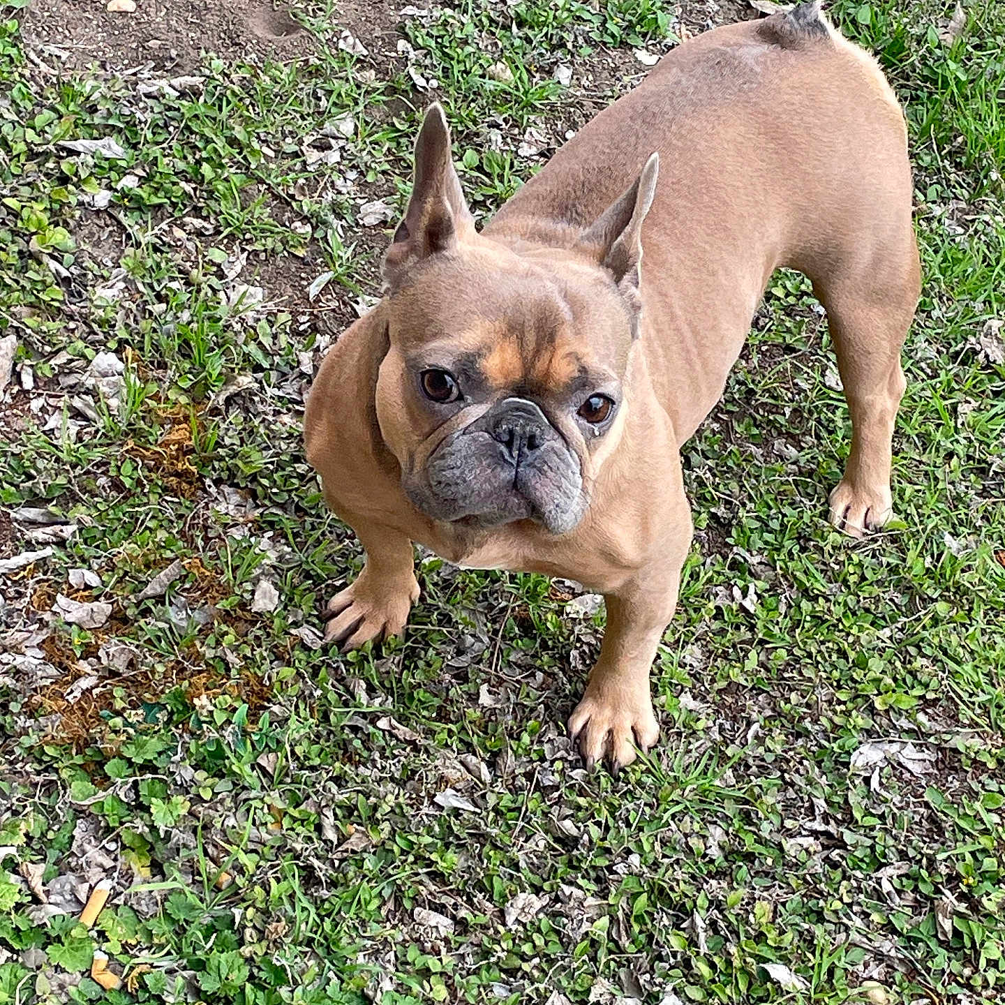 Nilla