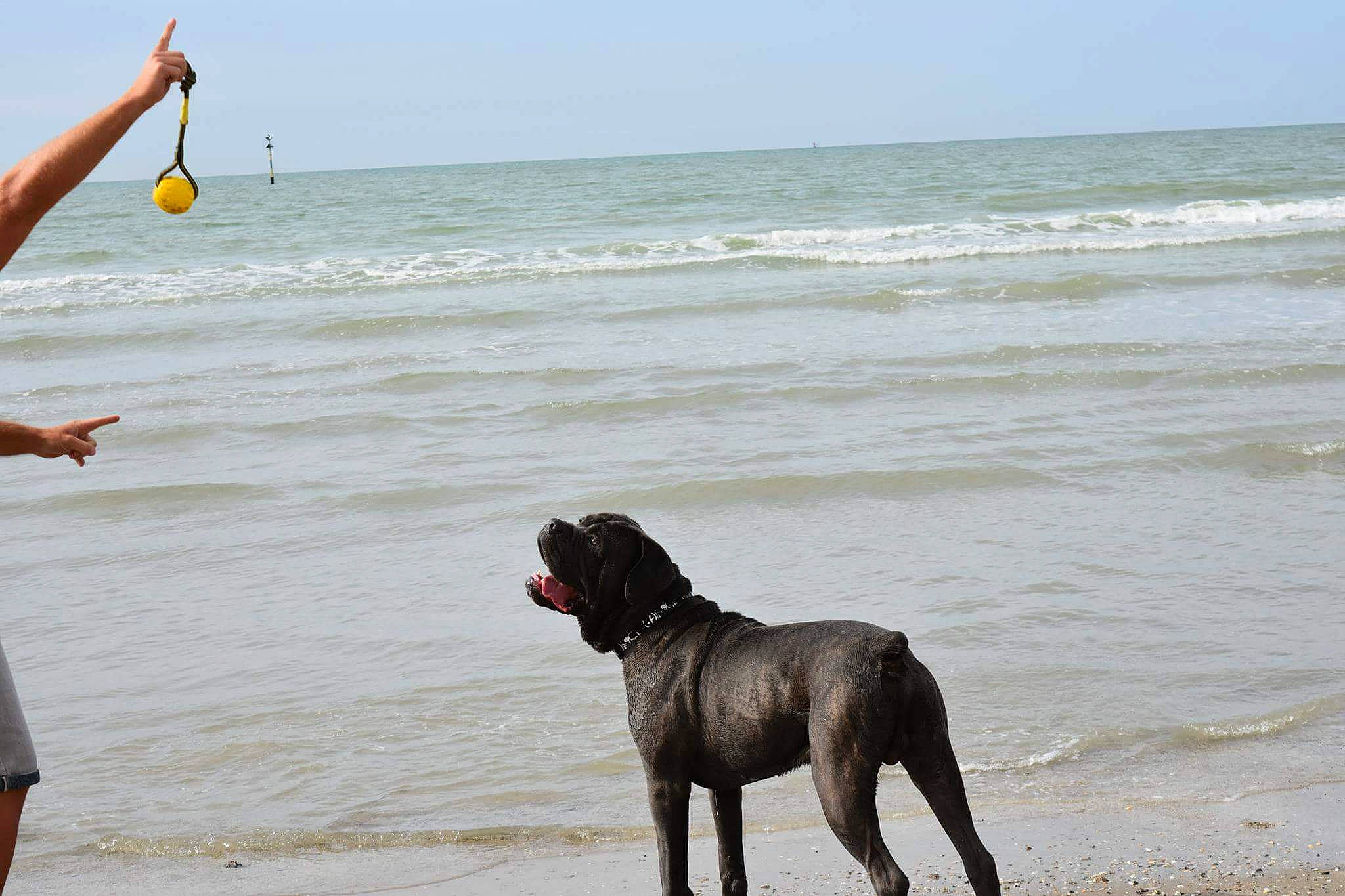 Igo participe au concours pour gagner de l'argent avec cette photo : beach, cane_corso, canidae, carnivore, dog, dog_breed, dog_walking, fawn, great_dane, guard_dog, non_sporting_group, ocean, sea, sporting_group, vacation, wave, working_dog