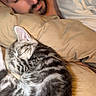 cat, kitten, tabby, sleeping, curled_up, fur, whiskers, ears, bearded_man, sleeping_person, bed, bedding, pillow, blanket, bedroom, indoors, cozy, relaxed, pet, portrait