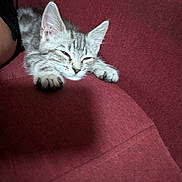 Némo a rejoint le concours — aidez-le/la à gagner de superbes lots ! kitten, cat, tabby, silver_fur, sleepy, relaxed, lying_down, paw, whiskers, ears, animal, pet, couch, sofa, burgundy, indoor, close_up, portrait, nap, cute