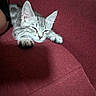 kitten, cat, tabby, silver_fur, sleepy, relaxed, lying_down, paw, whiskers, ears, animal, pet, couch, sofa, burgundy, indoor, close_up, portrait, nap, cute