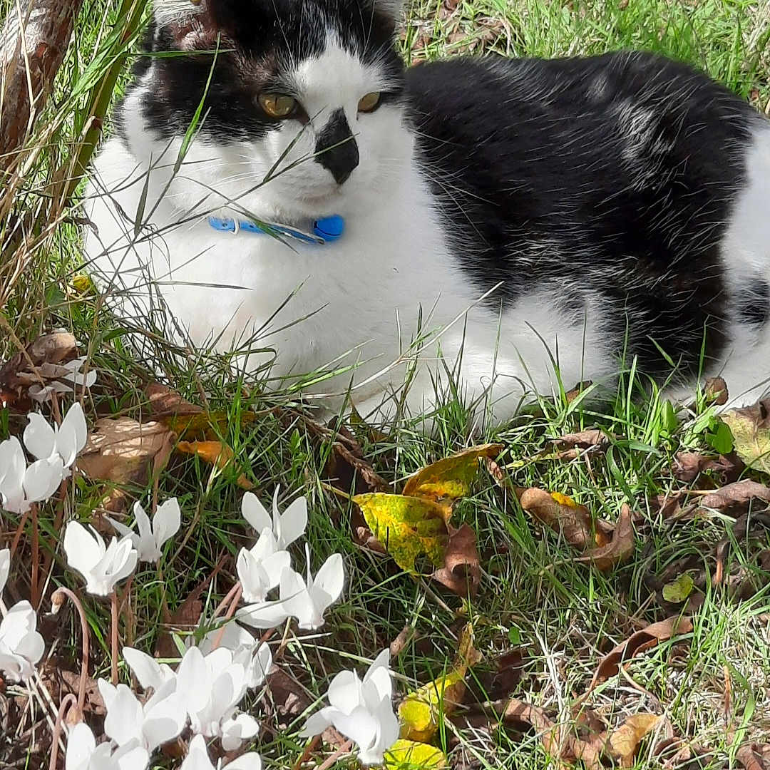 Filou a rejoint le concours — aidez-le/la à gagner de superbes lots ! anemone, animal, cat, face, flower, grass, green, head, herbal, herbs, kitten, leaf, person, pet, petal, photography, plant, portrait, pottedplant, vegetation