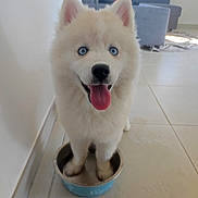 Nami a rejoint le concours — aidez-le/la à gagner de superbes lots ! puppy, dog, blue_eyes, white_fur, water_bowl, tongue_out, indoor, tile_floor, living_room, sofa, sunlight, cute, pet, animal, happy, playful, young_dog, canine, floor, domestic
