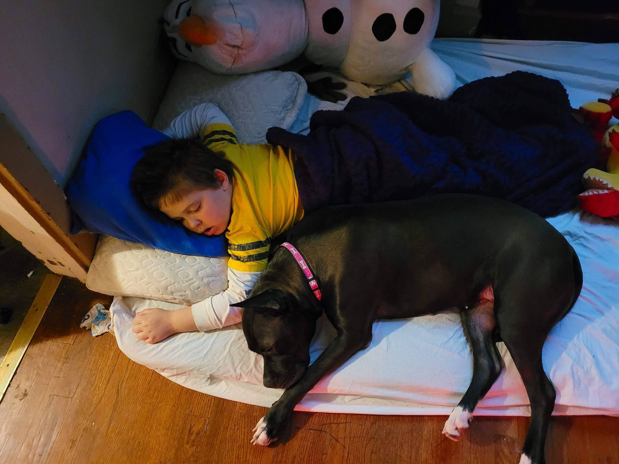 Robert joined the competition — help win amazing prizes! ball, black, carnivore, comfort, companion_dog, dog, dog_breed, dog_supply, fawn, flooring, football, guard_dog, hardwood, person, sitting, snout, tail, toy, toy_dog, wood_flooring