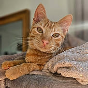 Raph participe au concours pour gagner de l'argent avec cette photo : animal, blanket, cat, closeup, comfortable, cozy, cute, ears, feline, fur, ginger_cat, indoor, looking, paws, pet, portrait, relaxed, resting, soft_texture, whiskers