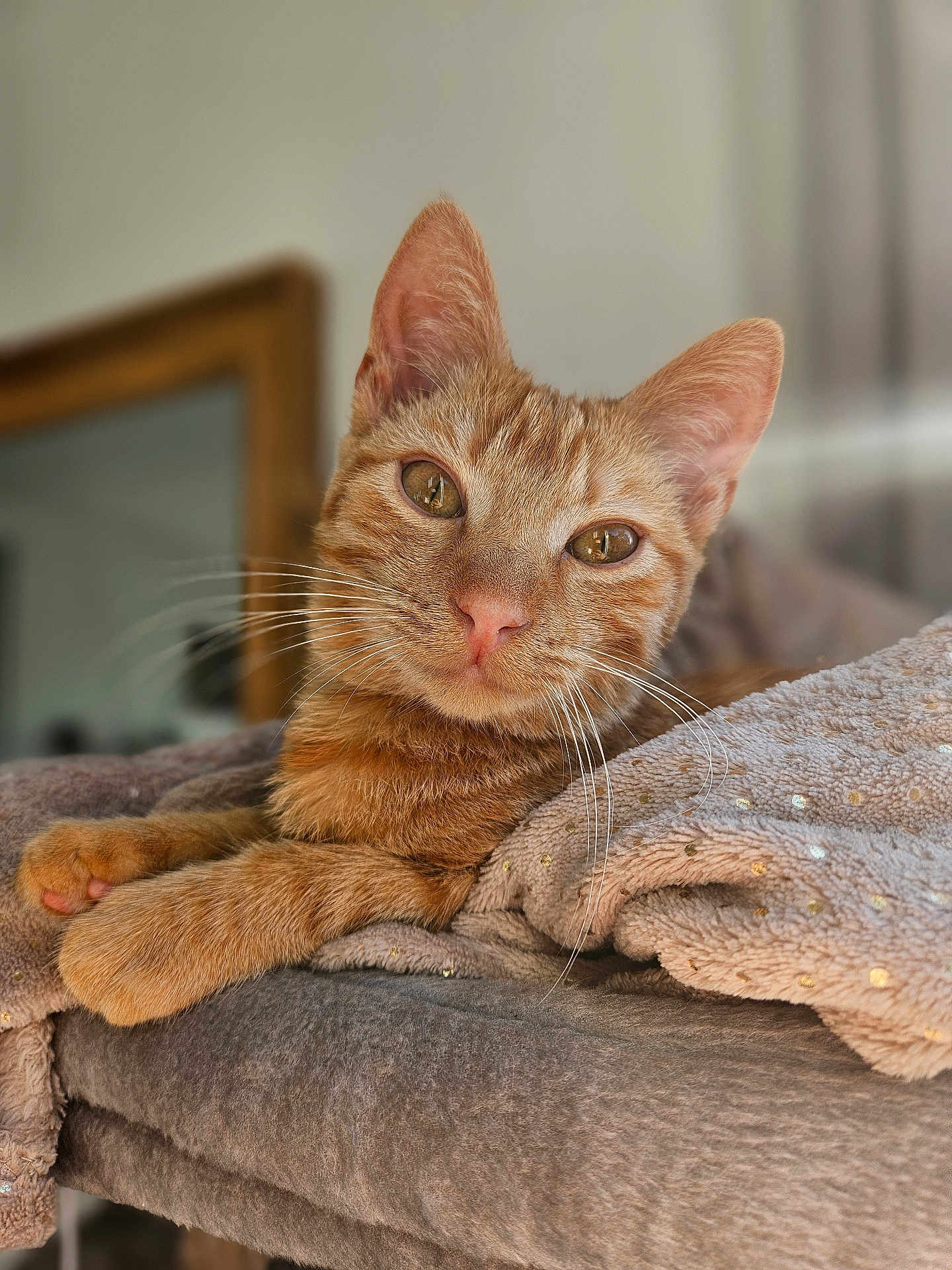 Raph participe au concours pour gagner de l'argent avec cette photo : animal, blanket, cat, closeup, comfortable, cozy, cute, ears, feline, fur, ginger_cat, indoor, looking, paws, pet, portrait, relaxed, resting, soft_texture, whiskers