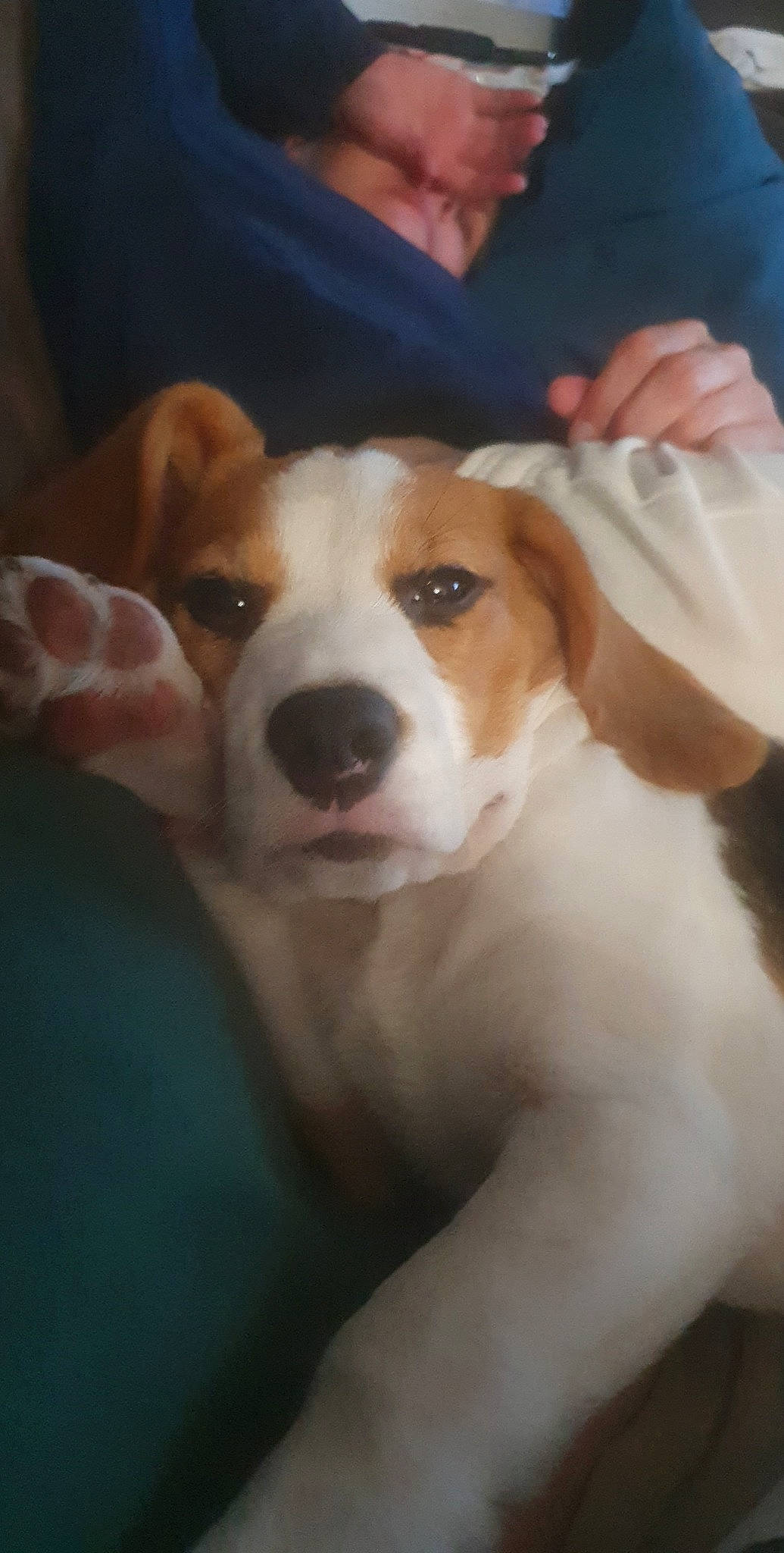 Tymi participe au concours pour gagner de l'argent avec cette photo : canidae, carnivore, companion_dog, dog, dog_breed, fawn, hound, scent_hound, snout, sporting_group, whiskers, working_animal