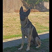 Bear joined the competition — help win amazing prizes! dog, german_shepherd, outdoor, grass, fence, sunlight, shadow, pet, animal, canine, collar, chain, sitting, yard, nature, daytime, quiet, watchful, ears_up, alert