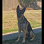 dog, german_shepherd, outdoor, grass, fence, sunlight, shadow, pet, animal, canine, collar, chain, sitting, yard, nature, daytime, quiet, watchful, ears_up, alert