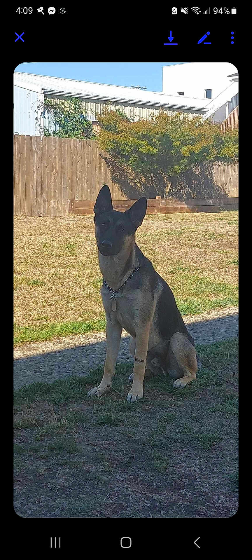 Bear