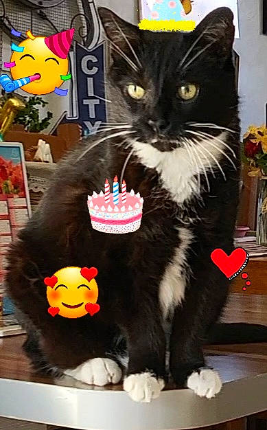 Maou a rejoint le concours — aidez-le/la à gagner de superbes lots ! black_cat, cat, costume, domestic_short_haired_cat, drink, event, felidae, flowerpot, fur, holiday, mammal, plush, room, small_to_medium_sized_cats, snapshot, tail, toy, vertebrate, whiskers, yellow