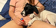 Bubba is registered to the contest to win money with this photo: bed, blanket, blue_blanket, brown_hair, casual, cross_legged, curious, dog, holding, indoor, light_skin, person, pet, puppy, relaxed, shorts, sitting, tshirt, wooden_wall, young_adult
