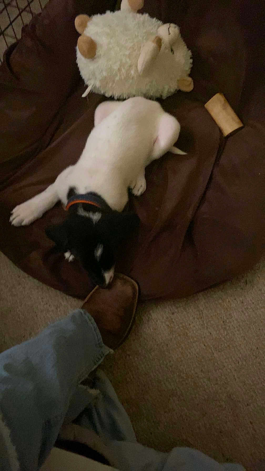 Bubba