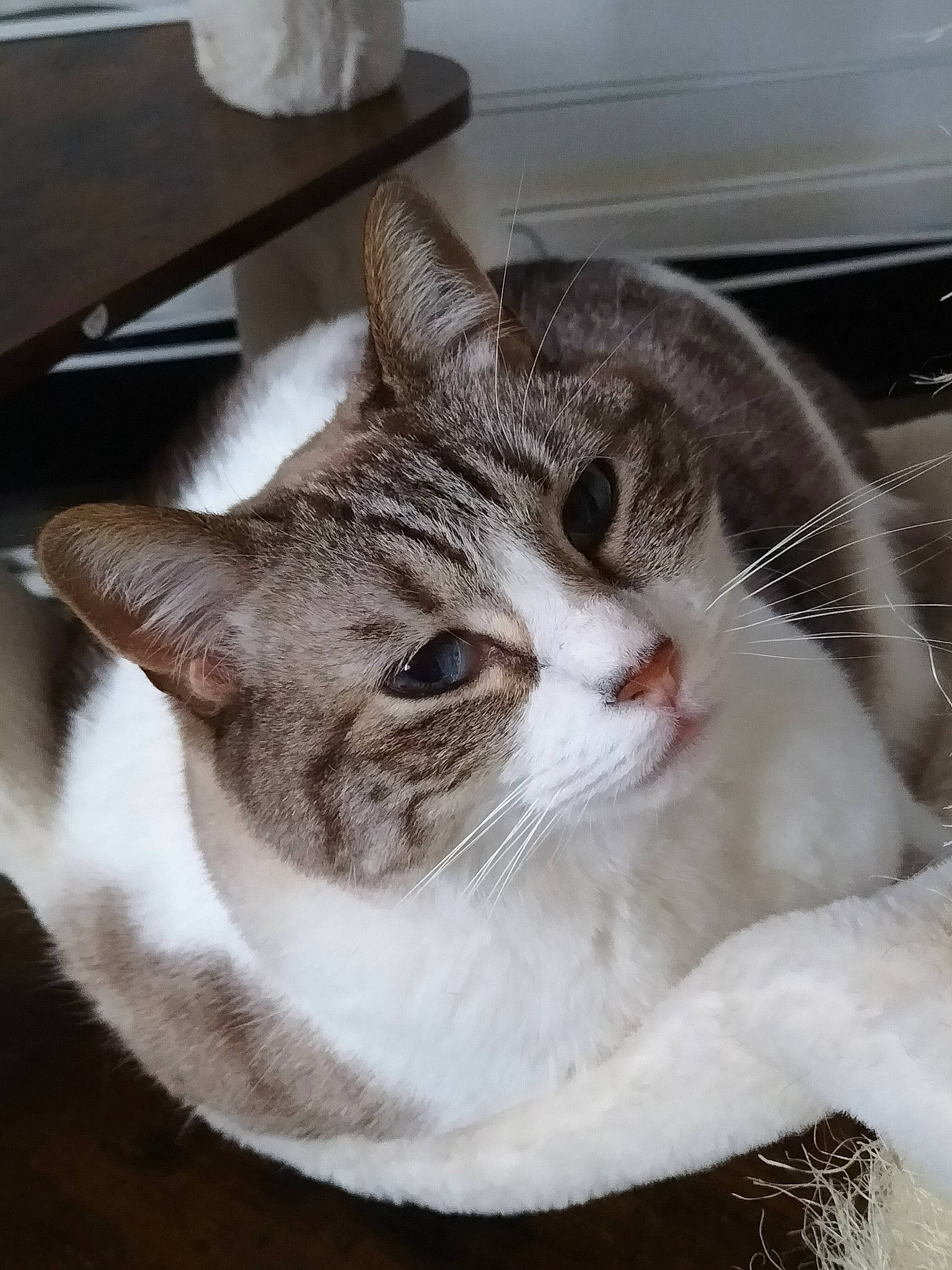 Montana participe au concours pour gagner de l'argent avec cette photo : box, carnivore, cat, cat_supply, claw, comfort, domestic_short_haired_cat, door, eye, felidae, fur, paw, small_to_medium_sized_cats, snout, tail, whiskers, window