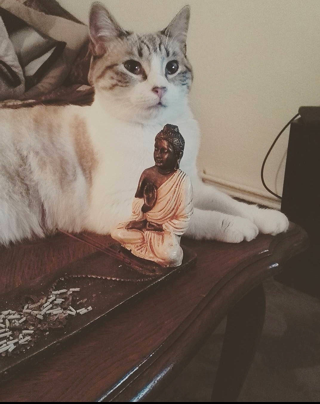 Montana a rejoint le concours — aidez-le/la à gagner de superbes lots ! carnivore, cat, comfort, domestic_short_haired_cat, door, fawn, felidae, flooring, fur, paw, room, sitting, small_to_medium_sized_cats, snout, tail, whiskers, window, wood