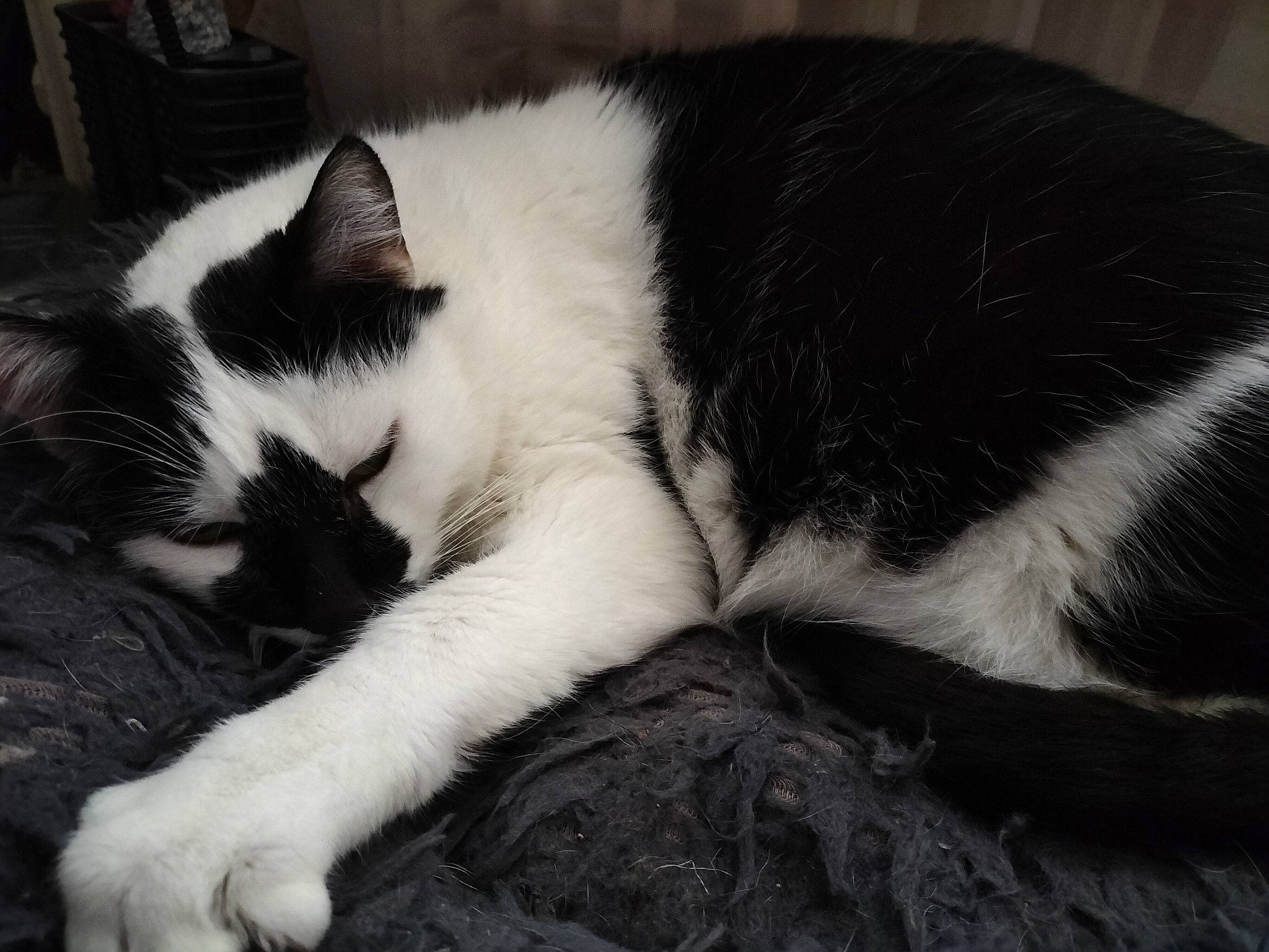 Sam a rejoint le concours — aidez-le/la à gagner de superbes lots ! carnivore, cat, claw, comfort, domestic_short_haired_cat, eye, felidae, fur, monochrome, monochrome_photography, nap, paw, sitting, small_to_medium_sized_cats, snout, tail, terrestrial_animal, whiskers